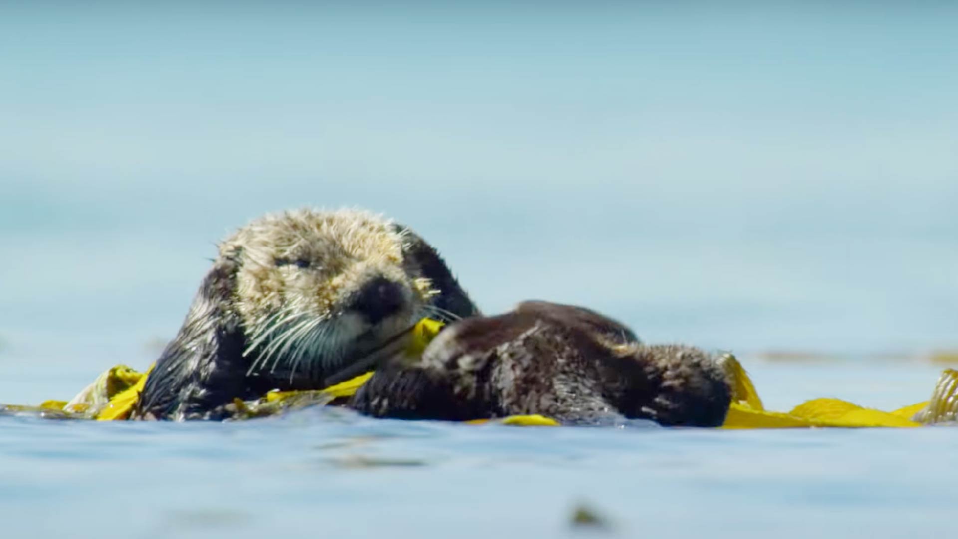 Our Planet | How does a sea otter care for its coat?