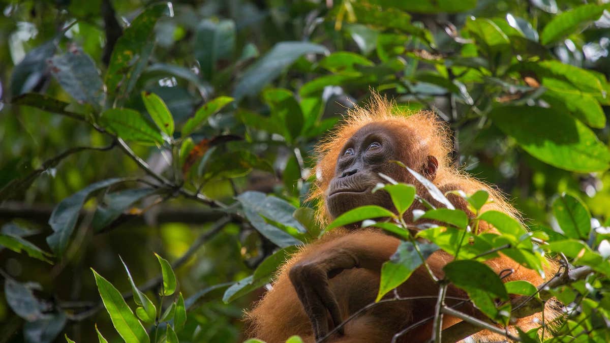 Our Planet | Our Almost Anonymous Animals