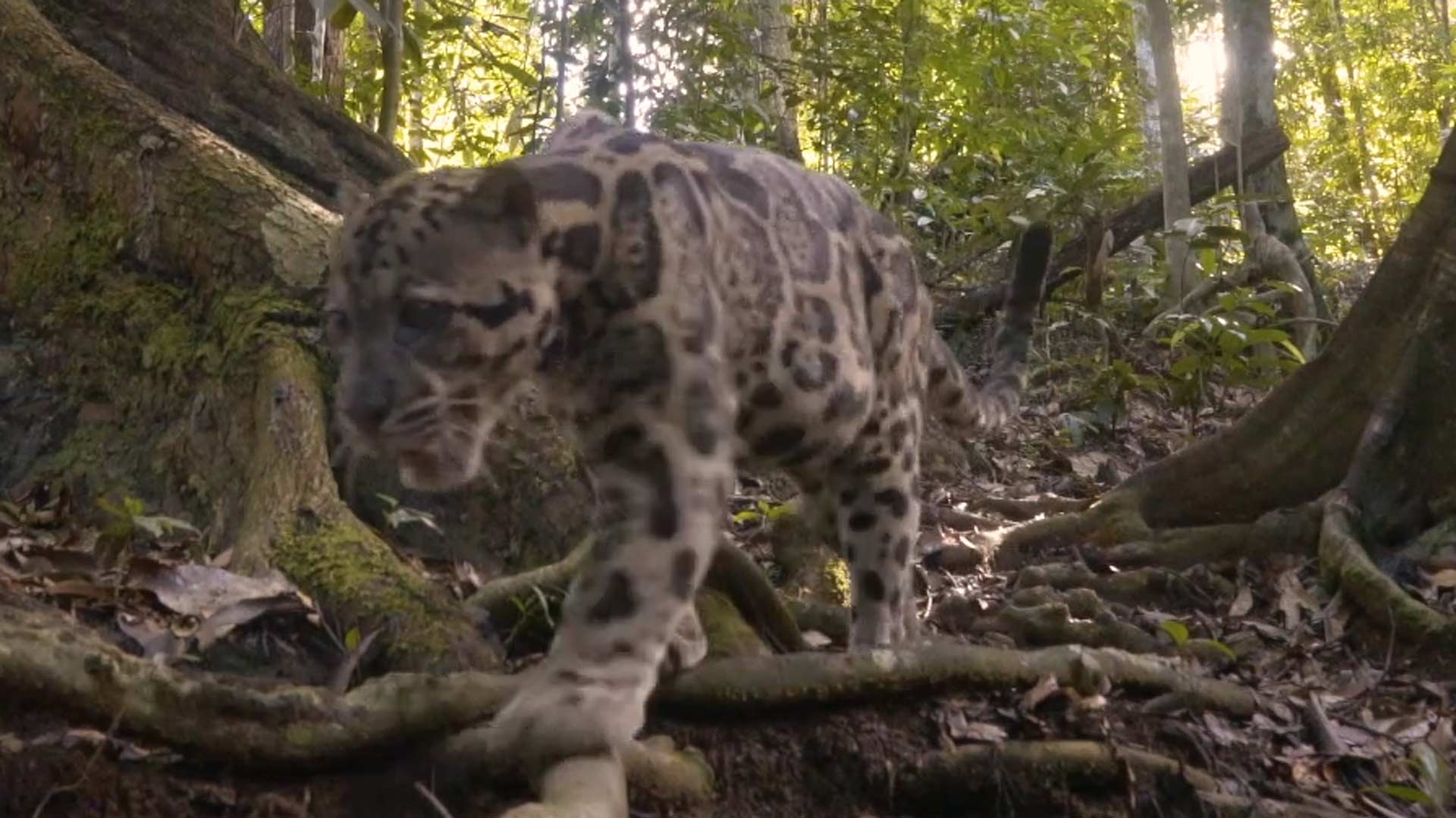 Our Planet | Nebelparder