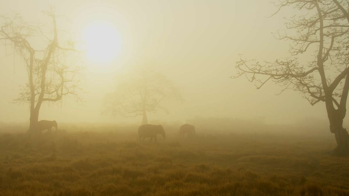 How To Protect Grasslands