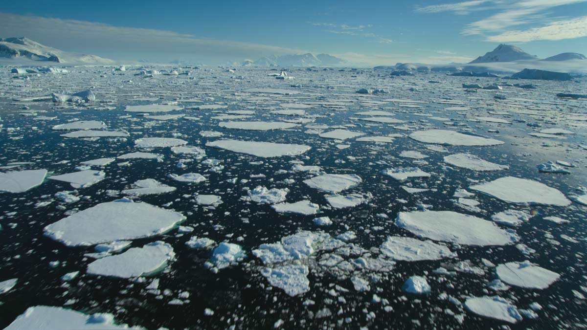 Our Planet | Why do we need ice?